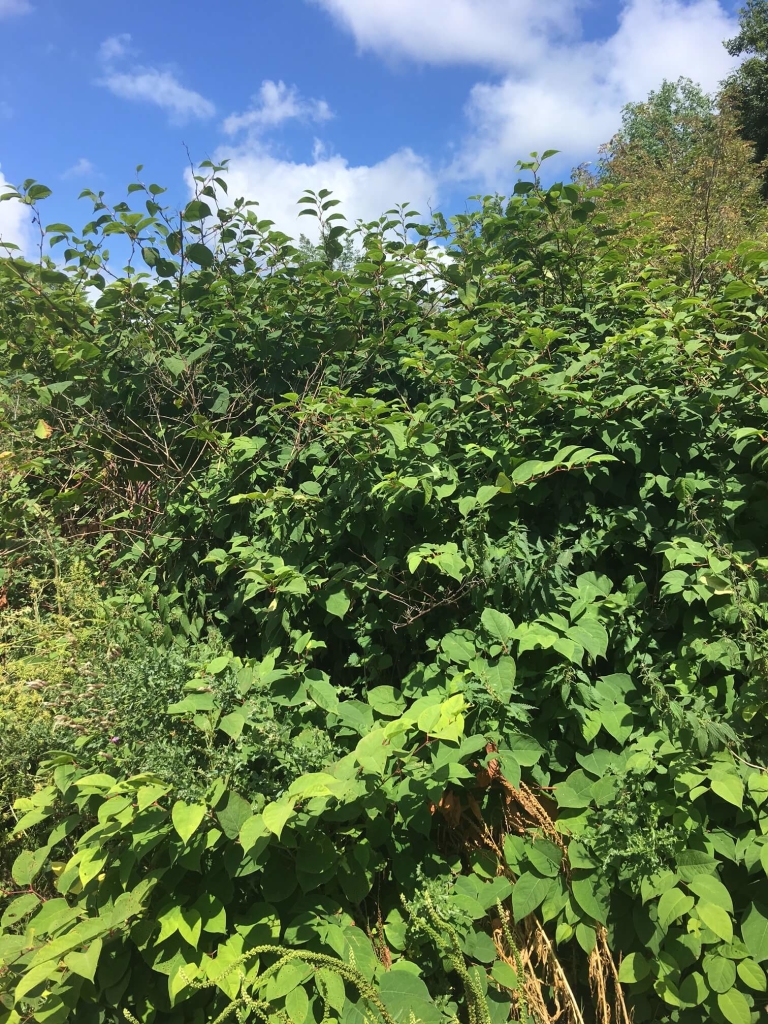 Eradication of Japanese Knotweed in Hoylake Eradication of Japanese Knotweed in Hoylake