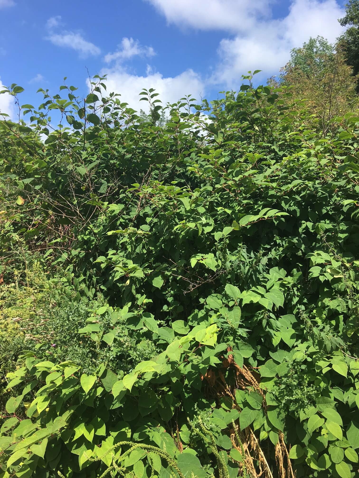 Eradication of Japanese Knotweed in Hoylake