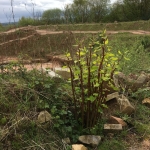 Japanese Knotweed Removal in Aldridge