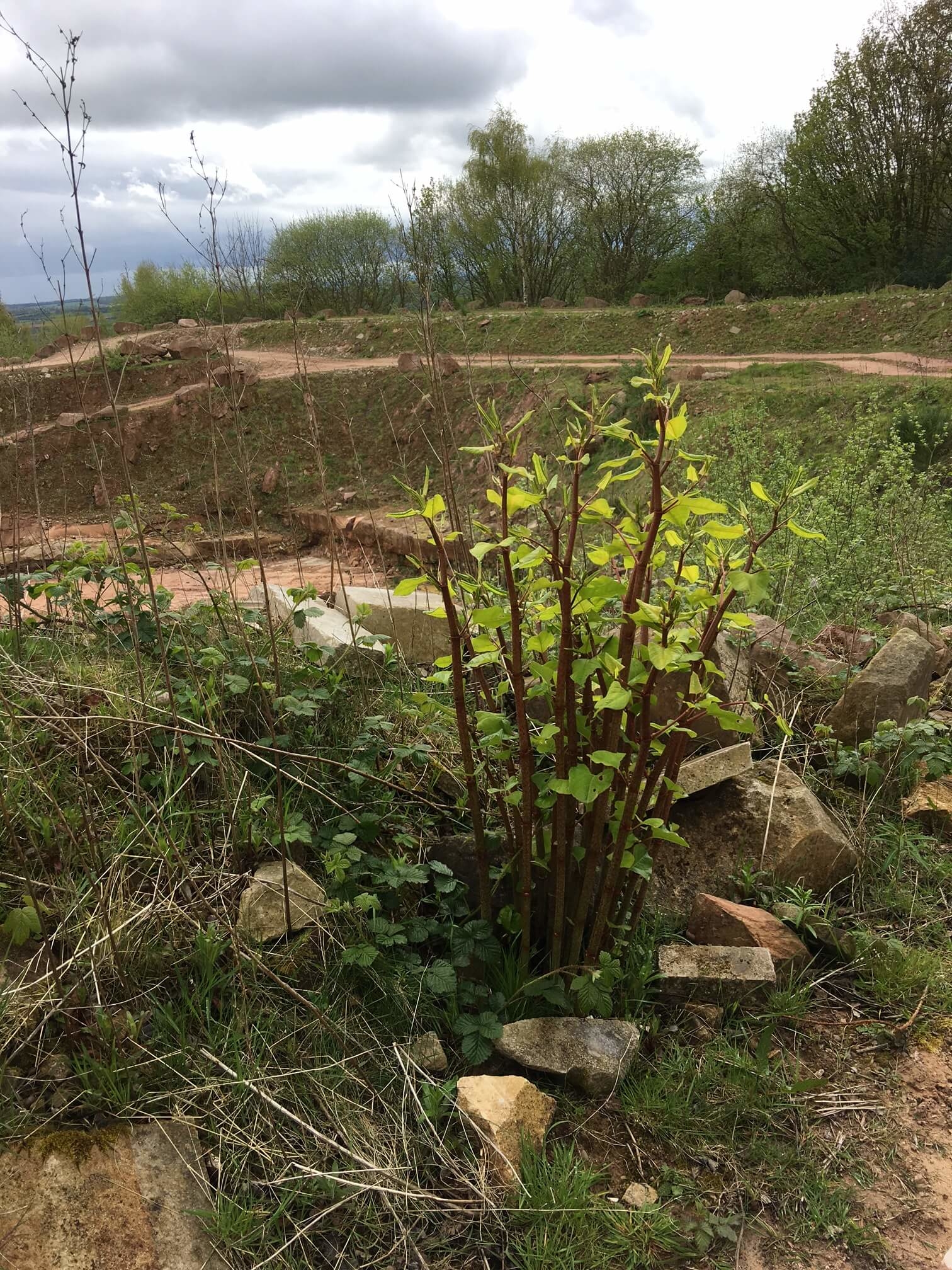 Removal of Japanese Knotweed in Aldridge