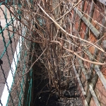 Removal of Japanese Knotweed in Rainhill - Winter Growth