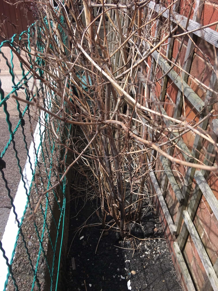 japanese knotweed removal in Rainhill
