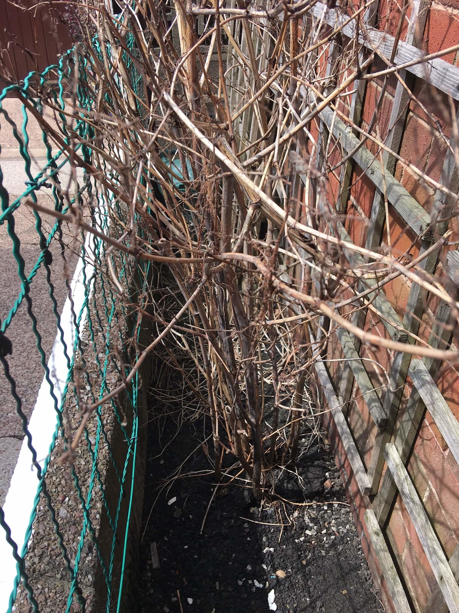 Removal of Japanese Knotweed in Rainhill