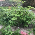 Eradicating Japanese Knotweed in Halesowen