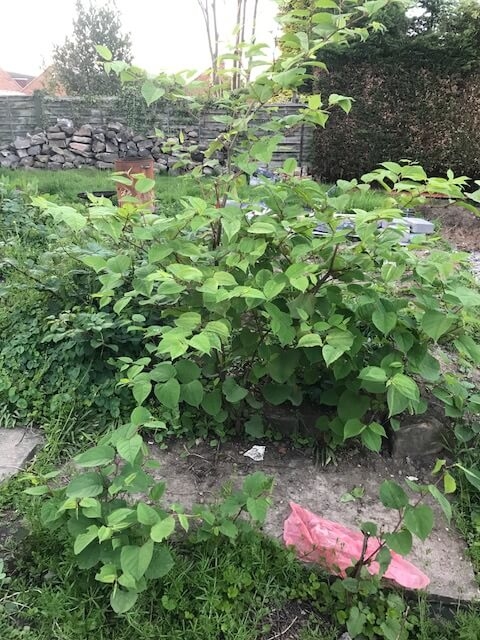 Eradicating Japanese Knotweed in Halesowen