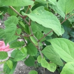 Eradication of Japanese Knotweed in Blackheath