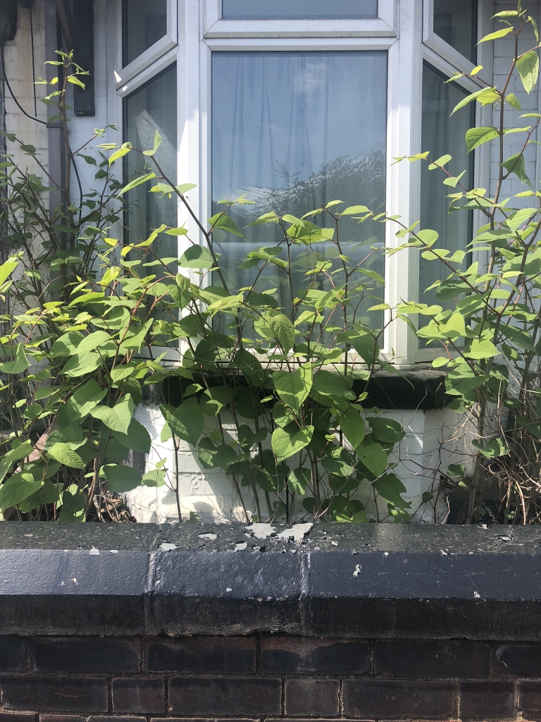 japanese knotweed eradication in Walsall