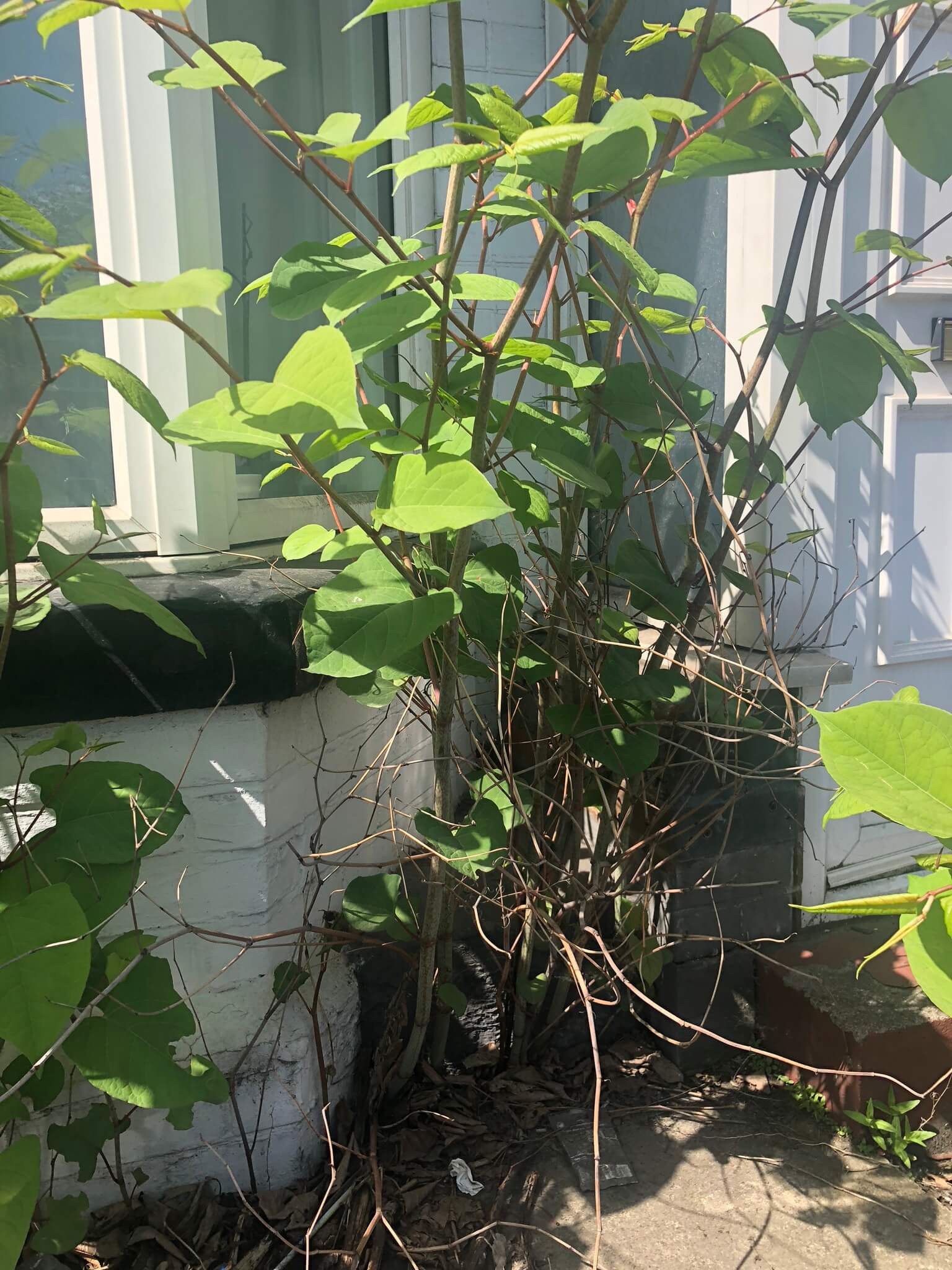 Japanese Knotweed Eradication in Moxley