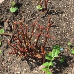 Japanese Knotweed Eradication in Halewood