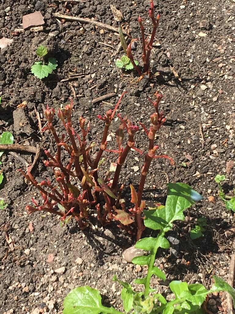 Japanese Knotweed Eradication in Halewood