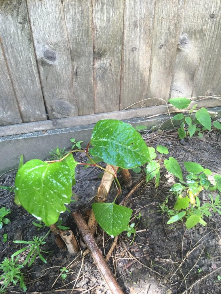 Japanese Knotweed Removal in Bootle