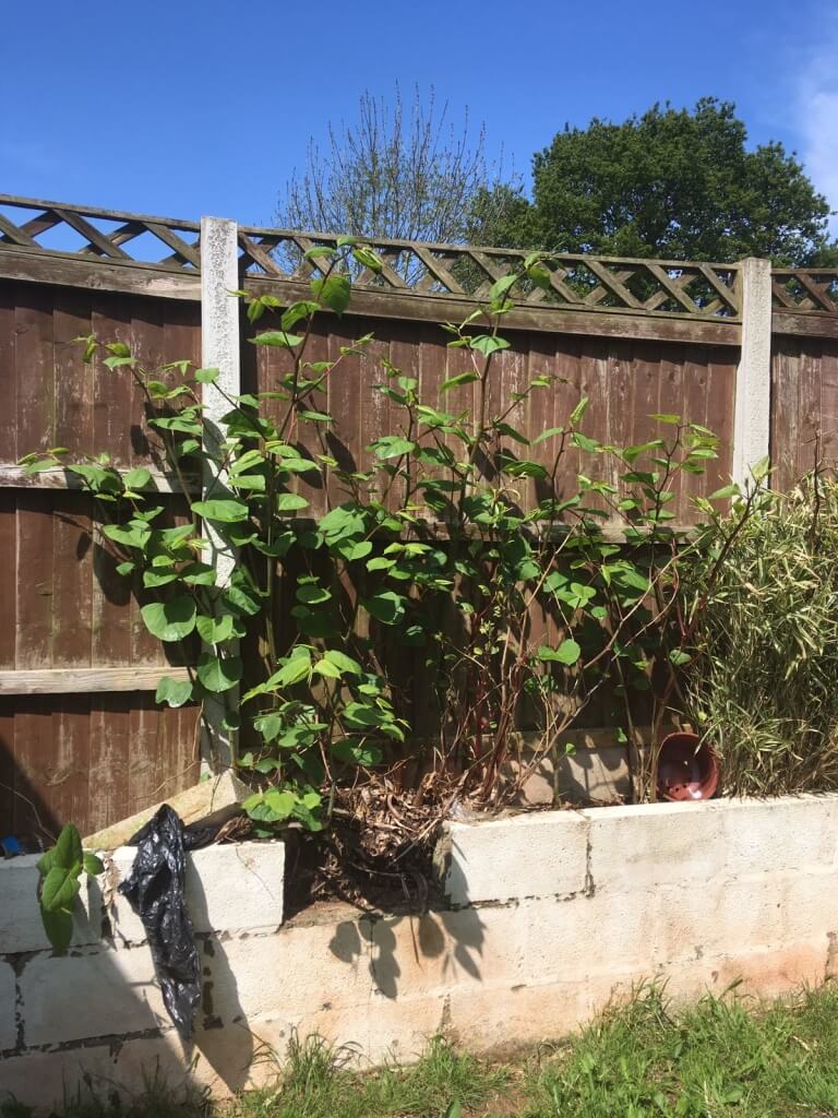 knotweed in lye