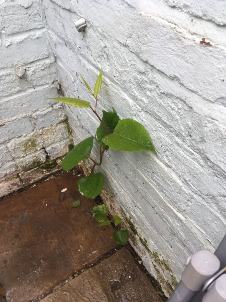 knotweed in Newton-Le-Willows