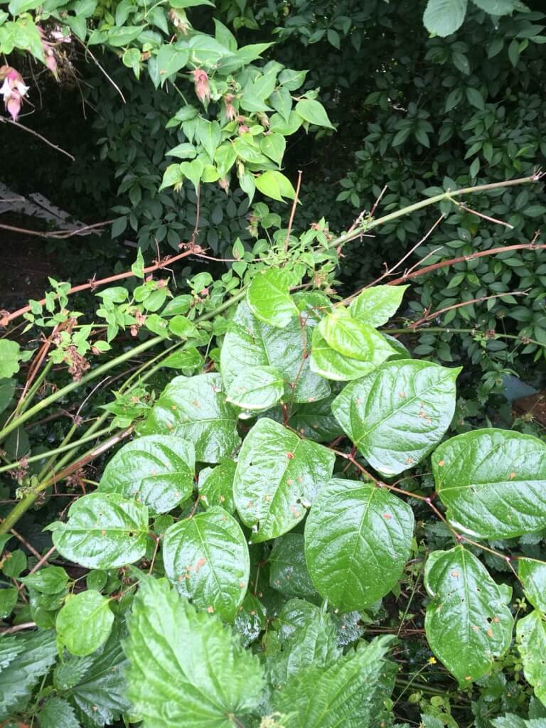 knotweed in Rainford