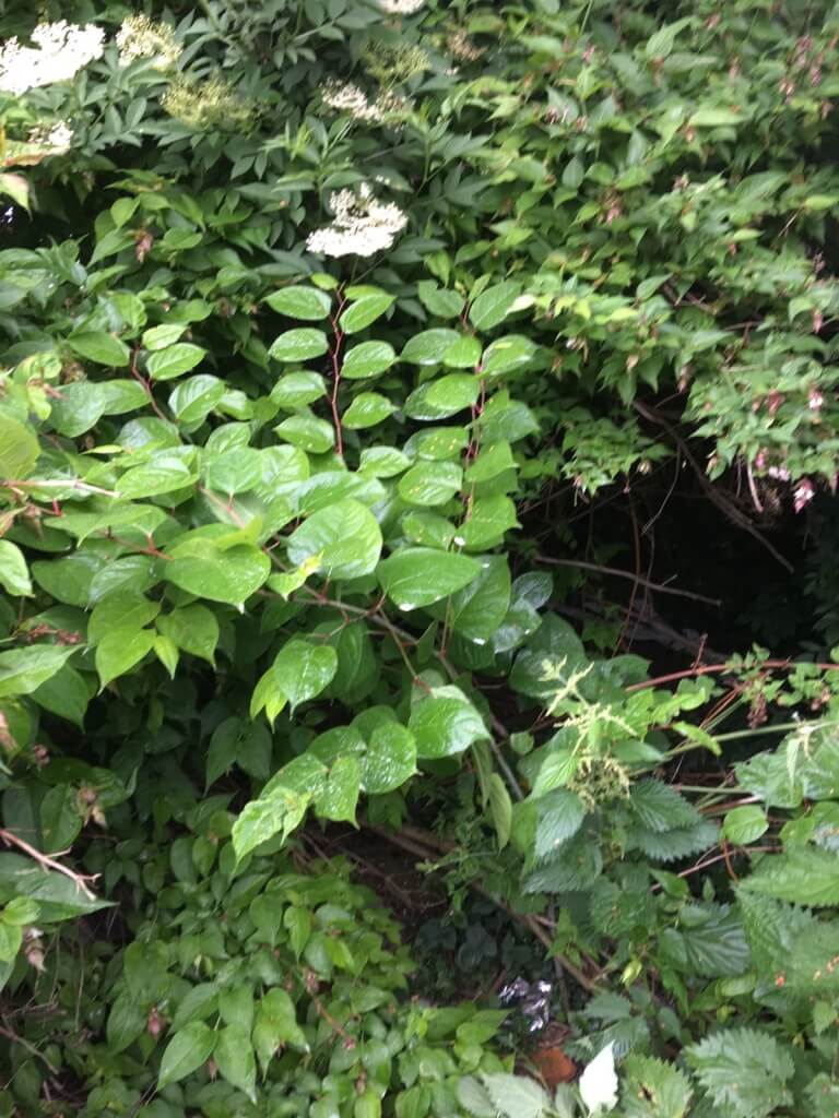 knotweed in gornal