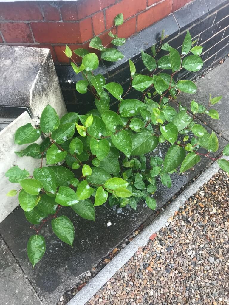 Removal of Japanese Knotweed in Brent