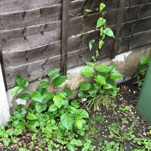 Japanese knotweed is dangerous