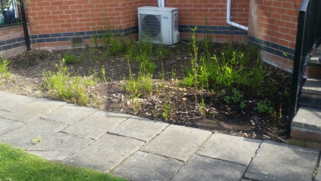 Bamboo Shoots in front garden