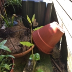 Removal of Japanese Knotweed in Great Malvern