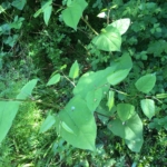 Eradication of Japanese Knotweed in Worcester