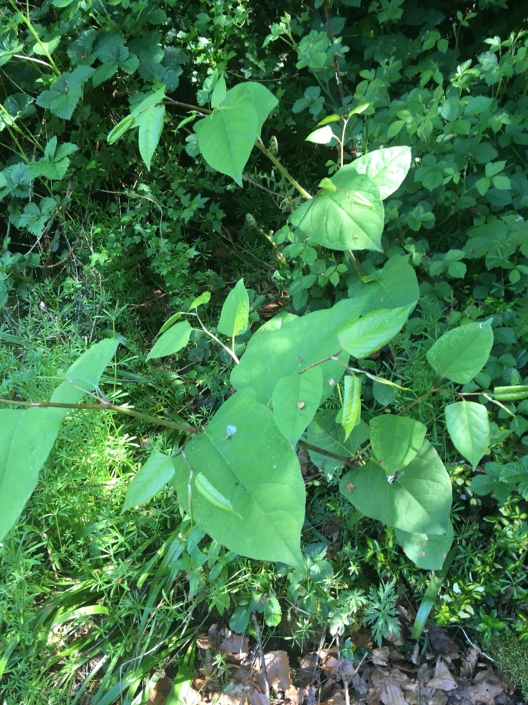 Japanese knotweed in Kington