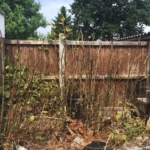 Japanese Knotweed Removal in Stourport-on-Severn