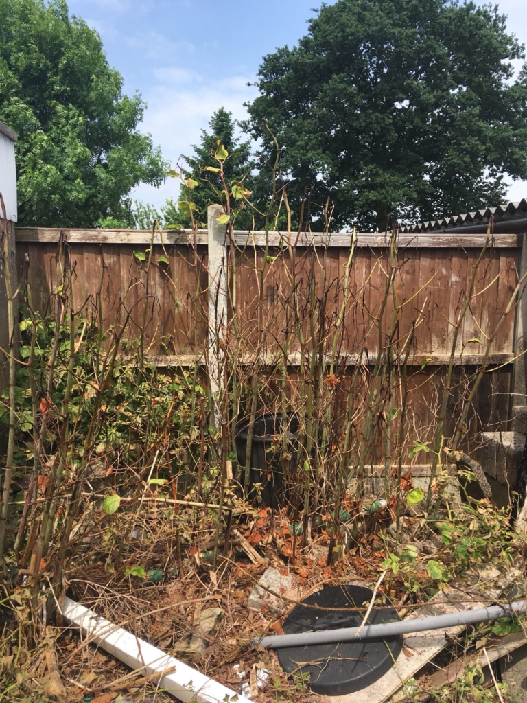 Japanese Knotweed Removal In Nuneaton Japanese Knotweed Expert 
