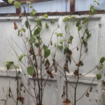 Eradicating Japanese Knotweed in Malvern