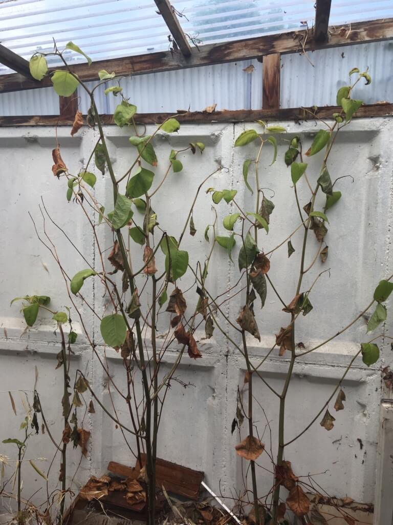 Japanese Knotweed eradication in Malvern