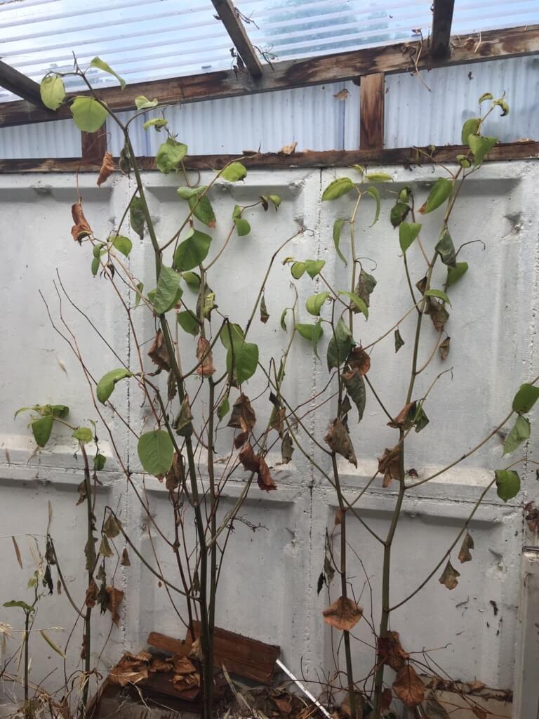 Eradicating Japanese Knotweed in Malvern