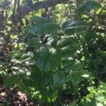 Removal of Japanese Knotweed in Hereford