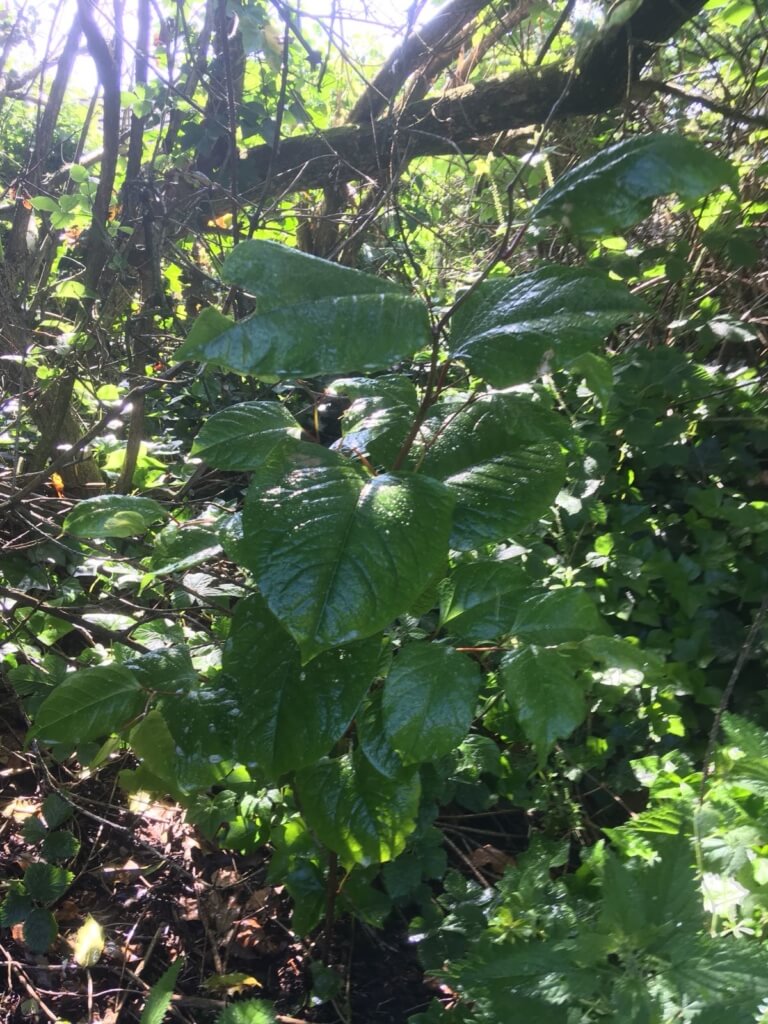 Removal of Japanese Knotweed in Hereford