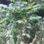 Japanese Knotweed Removal in Upton-upon-Severn