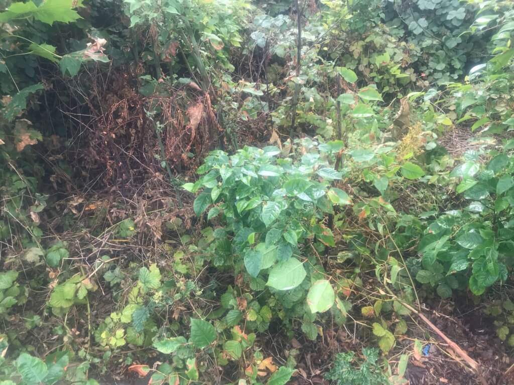 Eradication of Japanese Knotweed in Evesham