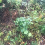 Eradication of Japanese Knotweed in Evesham