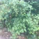 Removal of Japanese Knotweed in Ross-on-Wye