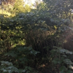 Eradicating Japanese Knotweed in Kington