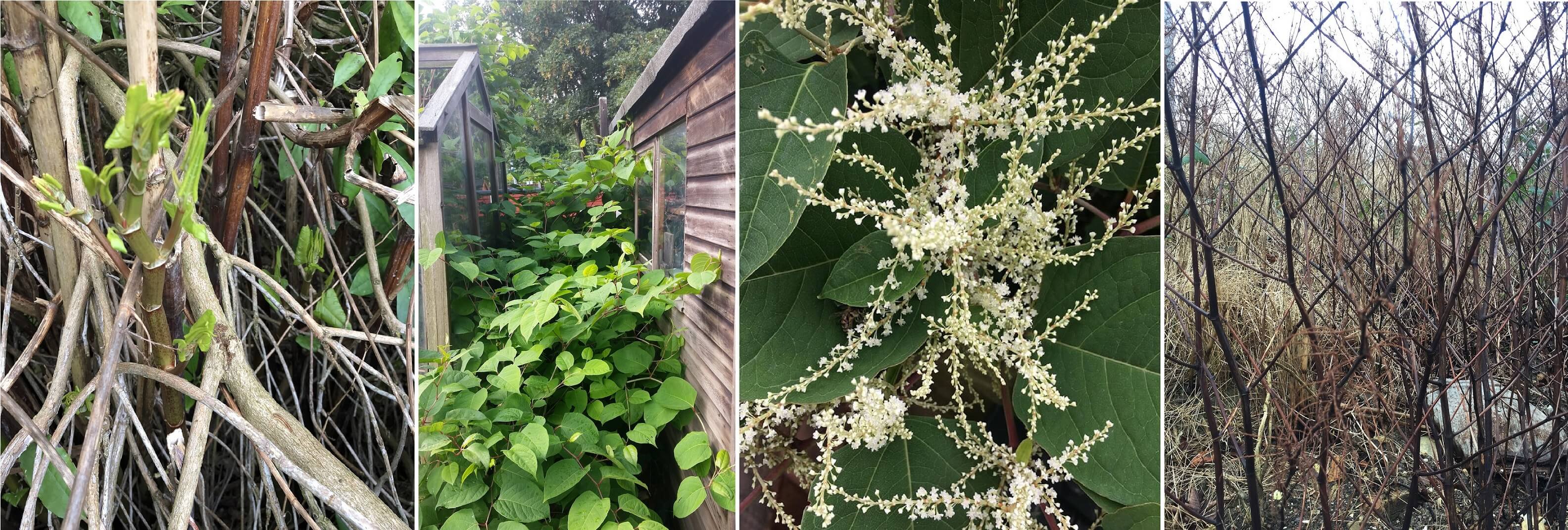 Identifying Japanese Knotweed - Japanese Knotweed Expert - Japanese ...