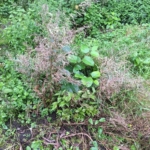 Eradication of Japanese Knotweed in Tenbury Wells