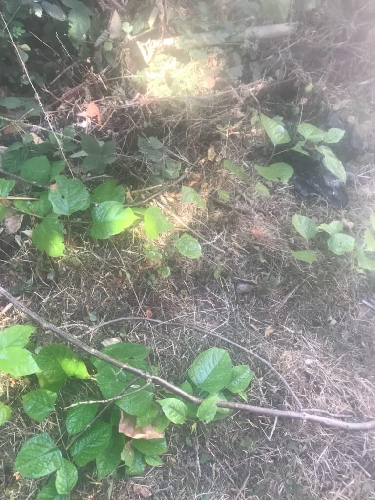 Japanese Knotweed in Droitwich Spa