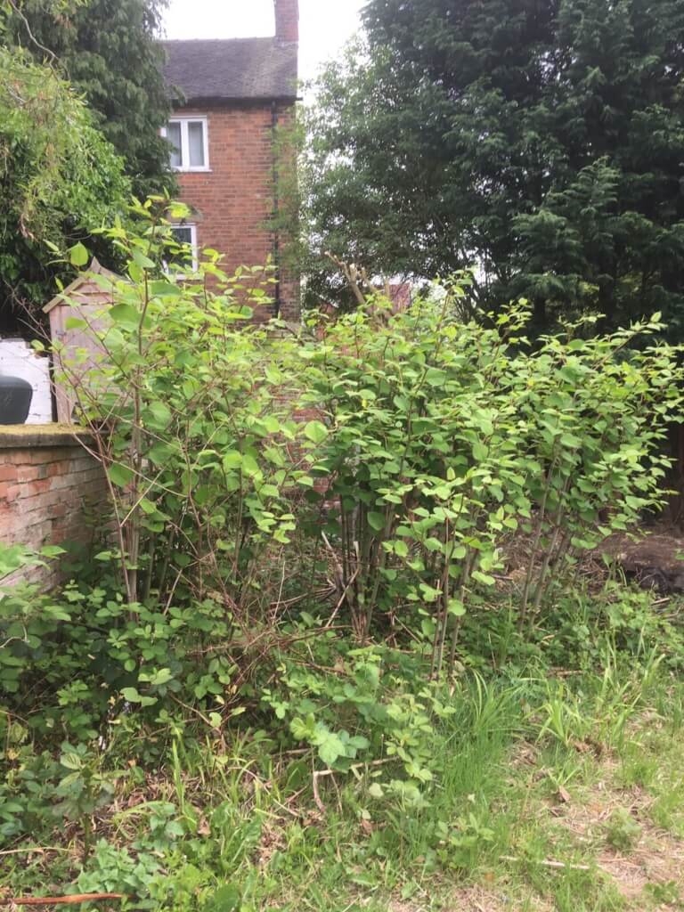 knotweed in Bromyard