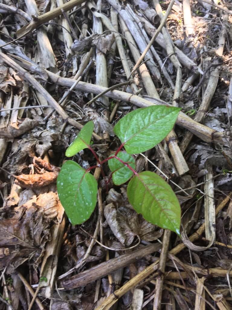 knotweed in kidderminster