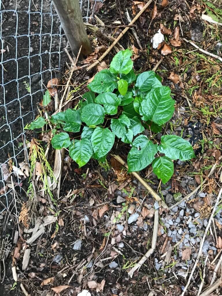 Japanese Knotweed in Redditch