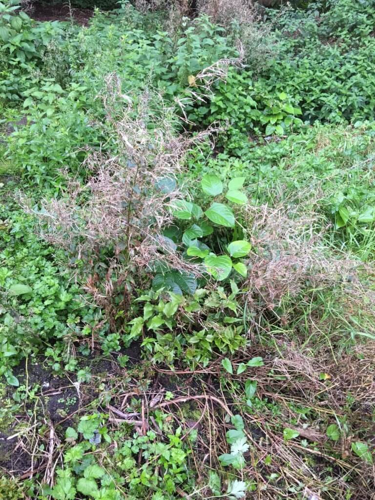 knotweed in tenbury wells