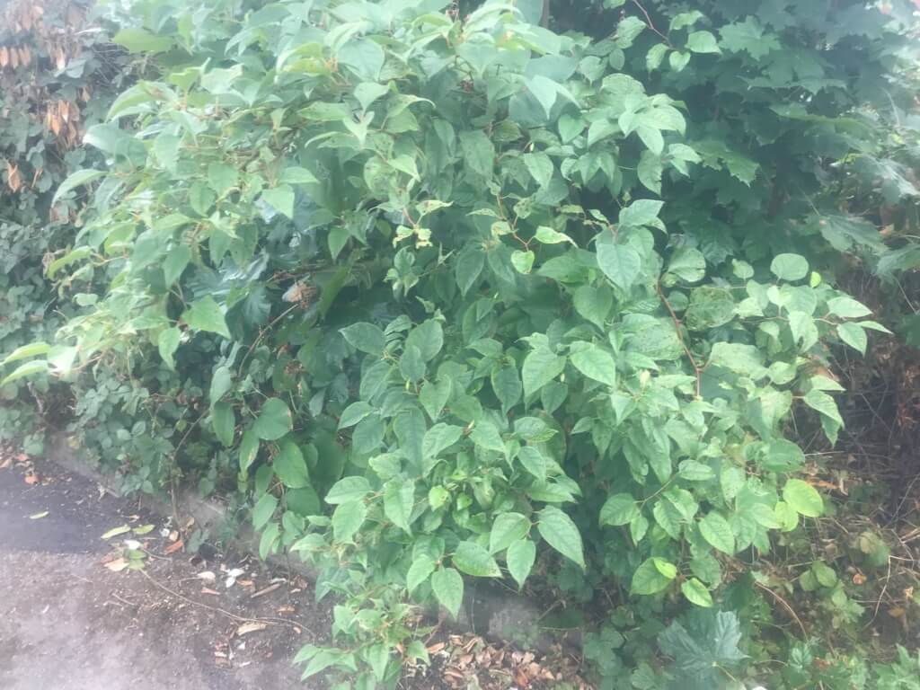 Removal of Japanese Knotweed in Ross-on-Wye