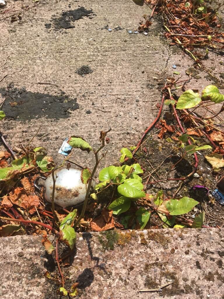 Japanese Knotweed eradication in London