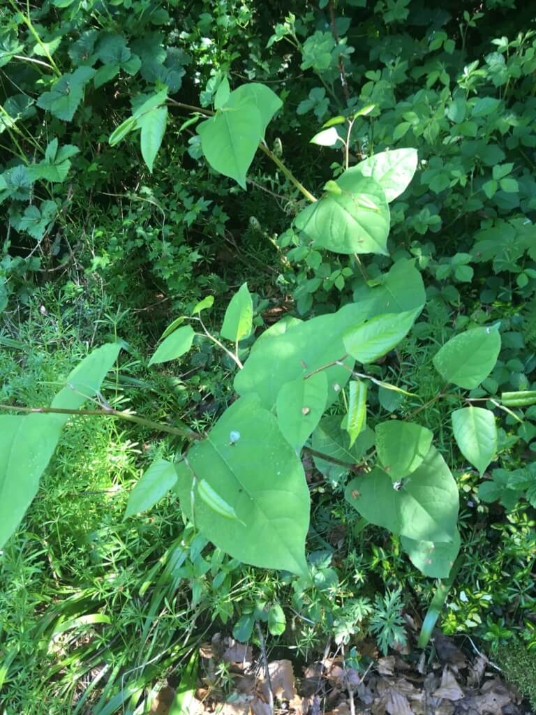 Eradication of Japanese Knotweed in Worcester