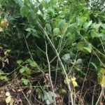 Japanese knotweed