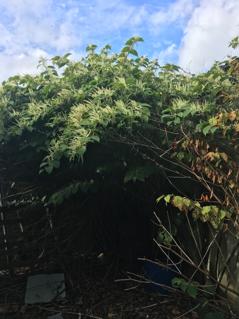 japanese knotweed in Rushden