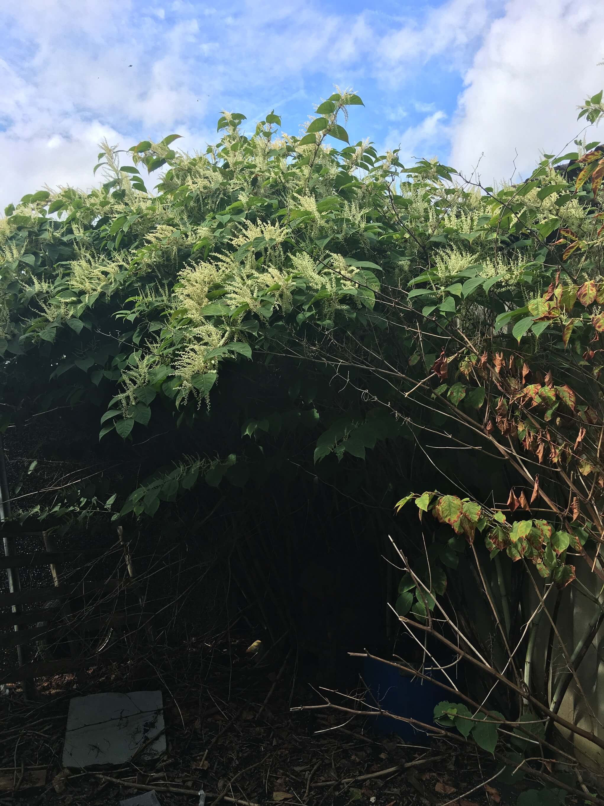 Removal of Japanese Knotweed in Rushden
